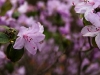 magnolia-12