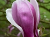 magnolia-3