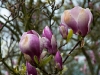 magnolia-4