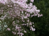 magnolia-7