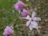 magnolia-8